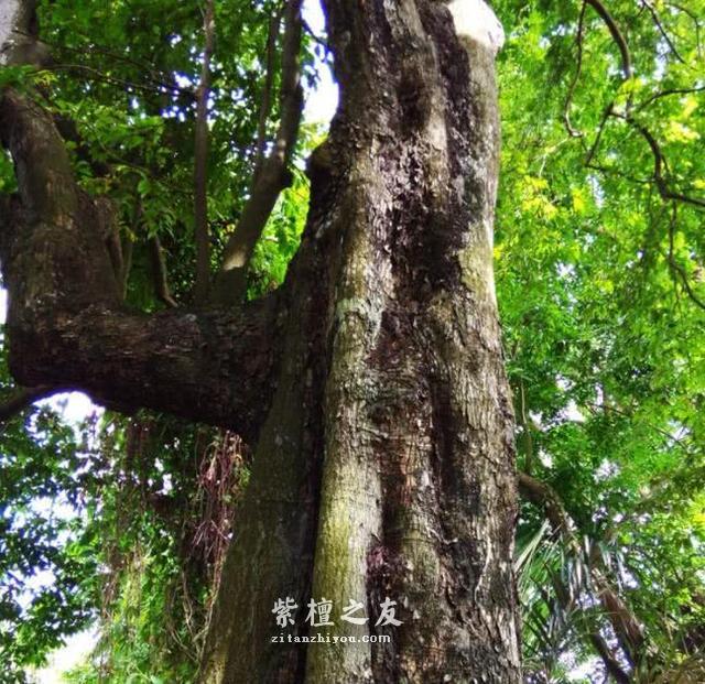 还原小叶紫檀价格真相，带你了解一个真实的小叶紫檀-4
