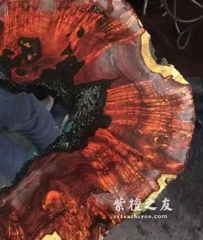 揭秘真实的小叶紫檀赌料过程，玩得起也要输得起！-7