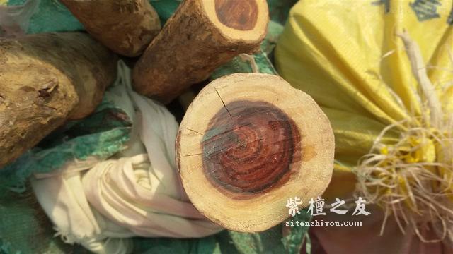 小叶紫檀速生林的真相，别再傻傻当明白人-2