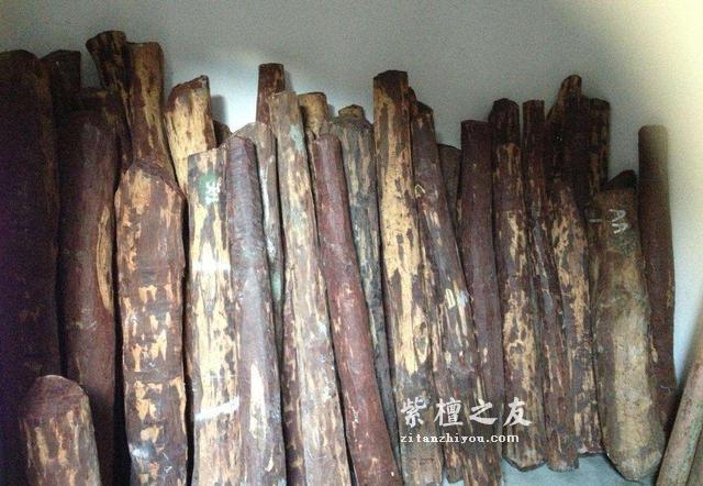 小叶紫檀速生林的真相，别再傻傻当明白人-3
