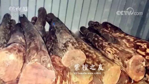 小叶紫檀走私大案告破！购运销走私进口濒危木材50余吨-2