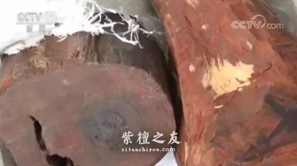 小叶紫檀走私大案告破！购运销走私进口濒危木材50余吨-1