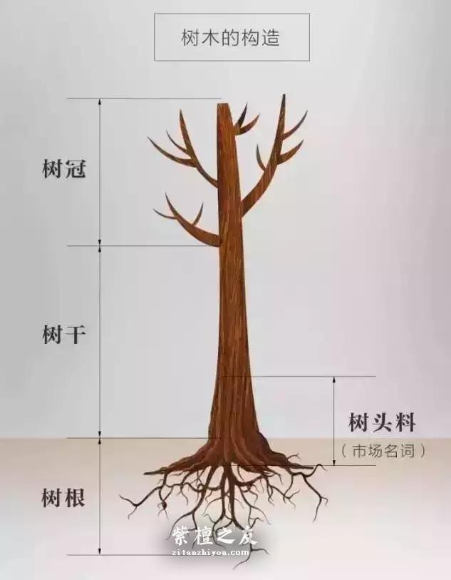 为什么小叶紫檀老玩家都喜欢树头料？-1