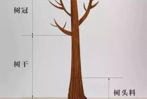 为什么小叶紫檀老玩家都喜欢树头料？